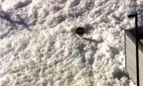 Tham hoa bot xa phong suyt nhan chim san bay California