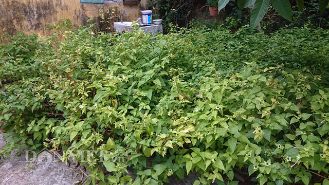 Cây ra hoa màu hồng tím vào 17 giờ hàng ngày, hương hoa dịu nhẹ, tinh khiết. Sau một thời gian ra hoa, cây cho quả màu đen sẫm, giống như hạt tiêu chín. Trong ruột của quả có chứa bột phấn màu trắng. Trải qua quá trình tìm hiểu, nghiên cứu, ông Tộ phát hiện đây là loài cây được các cung phi, hoàng hậu ngày xưa, nhất là dưới triều Nguyễn sử dụng để có làn da đẹp như tiên.