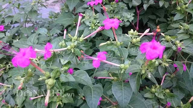  Cây hoa cung nữ (hay còn được gọi là hoa phấn) được trồng tại phủ Tùng Thiện Vương (91 Phan Đình Phùng, TP.Huế). Hơn 20 năm trước, khi đến thăm một ngôi chùa ở Huế, ông Bửu Tộ (cháu 4 đời của Hoàng tử Tùng Thiện Vương) thấy loài cây này nở hoa rất đẹp nên xin giống về trồng tại phủ.