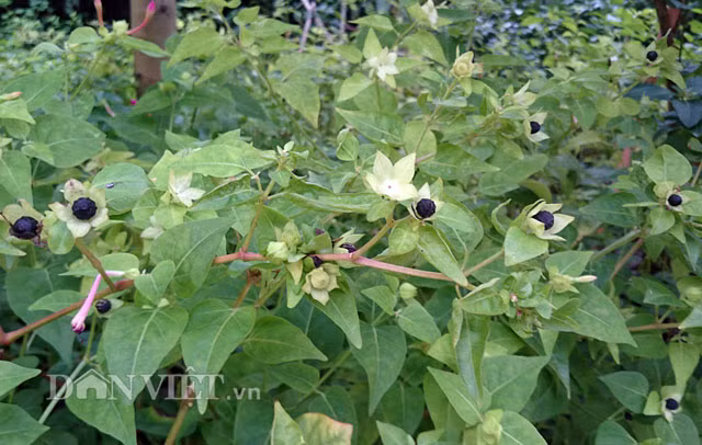 Quả của cây hoa cung nữ có màu đen sẫm, giống như hạt tiêu chín.