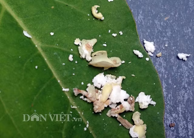 Theo bà Lê Thị Dinh - một trong những cung nữ cuối cùng của triều Nguyễn hiện còn sống, khi còn ở trong cung hầu hạ Thánh Cung Hoàng hậu (vợ vua Đồng Khánh) và Đức Từ Cung (vợ vua Khải Định), bà từng biết đến loài cây cung nữ này. “Đây là loài cây được các cung phi, hoàng hậu thường xuyên sử dụng để chăm sóc da, nên ai cũng có được làn da trắng đẹp rất tự nhiên không tì vết cho đến khi qua đời” - bà Dinh cho biết. Theo ông Bửu Tộ, cây hoa cung nữ rất hiếm gặp nhưng dễ trồng, không cần chăm sóc vẫn cho hoa và quả quanh năm.