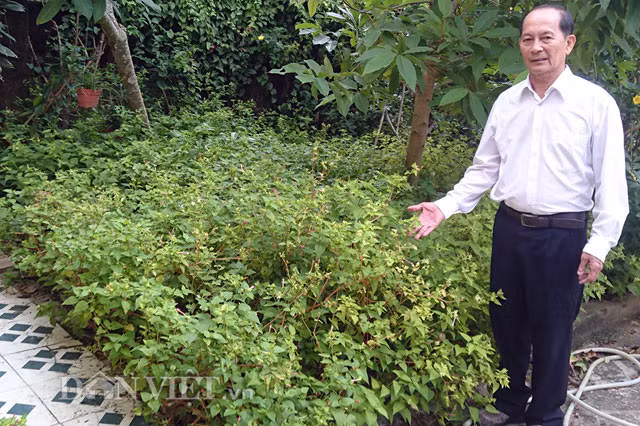 Đây là loài cây rất hiếm gặp nhưng dễ trồng, cho hoa và quả quanh năm.