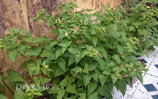 Các hoàng hậu, cung phi xưa thường sử dụng bột phấn trong quả của cây này bôi lên mặt nhằm làm đẹp da, đồng thời lấy cánh hoa vắt ra thành nước bôi lên hai má để má hồng tự nhiên. Việc làm đẹp da bằng cây hoa cung nữ sẽ đạt hiệu quả cao hơn nếu lấy bột của quả hòa với mật ong thoa đều lên da mặt, sau khoảng 30 phút thì rửa sạch. Ông Tộ cho biết, trong quả và hoa của cây cung nữ có hàm lượng lớn linolenic acid và một số chất khác rất tốt cho làn da. Những chất này làm cho da trắng mịn, không bị nám, tàn nhang, mụn trứng cá, nốt ruồi, hơn xa các loại mỹ phẩm đắt tiền hiện nay.