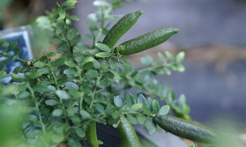 Mat tien oan vi trong cay trai la o Sai Gon