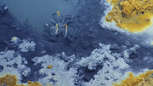 Nhóm nghiên cứu cũng thu thập được một số mẫu vi khuẩn dưới nước và sẽ thí nghiệm cẩn thận hơn. Họ cho rằng đây là dạng vi khuẩn tồn tại ở những hành tinh khác ngoài trái đất.