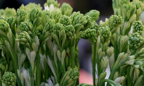 Vi sao cam hoa hue tren ban tho vao dip le Vu Lan