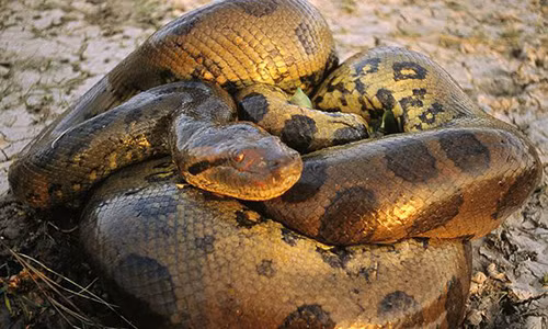 Rung ron “quai vat rung ram” Anaconda hung bao nhat hanh tinh