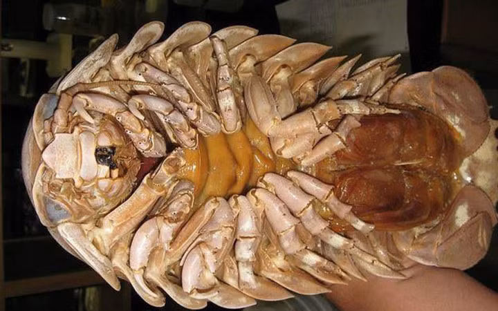 Bọ biển có hai hàng chân với móng vuốt sắc nhọn nhìn khá ghê rợn. (Ảnh: Việt Nam Net)