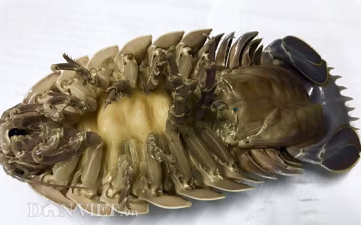 Dù giá đắt, thế nhưng sản lượng khai thác không nhiều do loại hải sản này sống ở vùng biển xa và thời vụ khai thác ngắn... cho nên không dễ để mua được bọ biển.(Ảnh: Dân Việt)