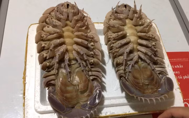 Hầu hết các loại hải sản đều được đánh bắt quanh năm, song bọ biển thì chỉ có theo mùa, từ tháng 3 đến hết tháng 5 dương lịch.(Ảnh: Việt Nam Net)