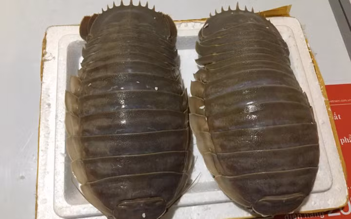 Để thưởng thức được món đặc sản bọ biển này, các khách phải đặt mua trước cả tháng trời bởi loại này sống ở đáy biển vùng nước sâu, ngư dân rất khó đánh bắt (Ảnh: Việt Nam Net)