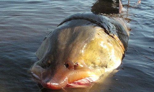 Bi an loai ca tam khong lo, nang ca tan