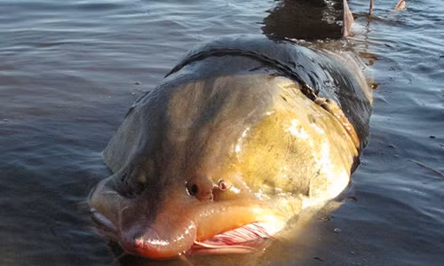 Bi an loai ca tam khong lo, nang ca tan