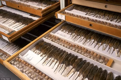 Góc "nhỏ" đầy đủ các loại chuột trên thế giới.