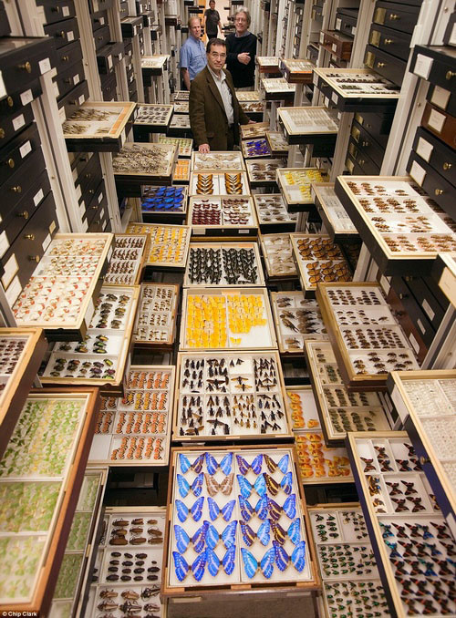 Một góc của phòng lưu trữ các loài côn trùng có trên Trái Đất.