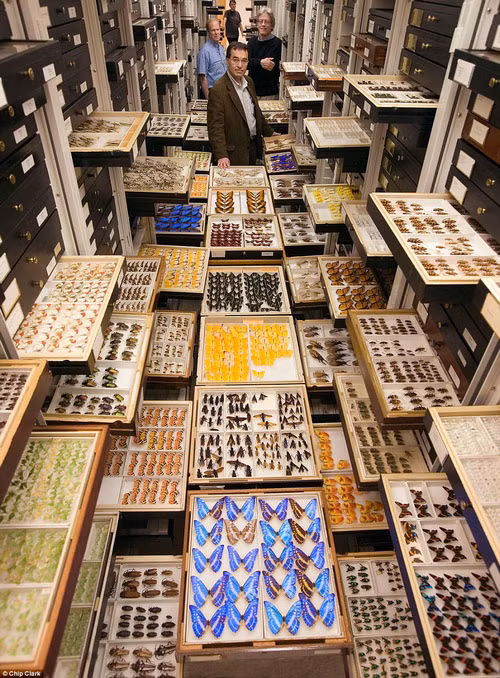 Một góc của phòng lưu trữ các loài côn trùng có trên Trái Đất.