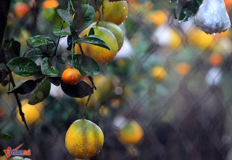 Thời tiết Hà Nội mưa khiến gia đình lão nông vui mừng vì cây sẽ phát triển tốt, nhưng việc vận chuyển cây sẽ khó khăn.