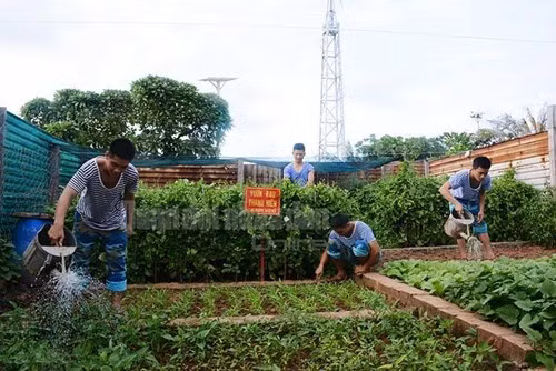Mặc cho khí hậu khắc nghiệt, vườn tăng gia trên đảo Sơn Ca vẫn được chăm sóc xanh tươi.