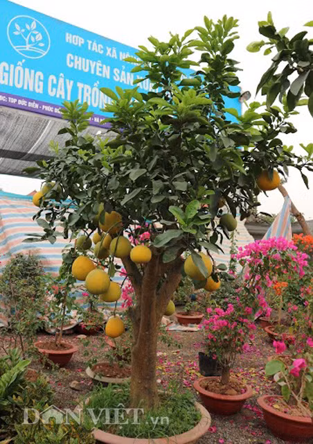 Bưởi Diễn cảnh cũng là một trong những sản phẩm được thị trường Tết ưa chuộng.