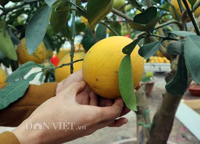 Anh Kiên cho biết, bưởi Diễn là sản phẩm trái cây ngon, sạch. Quy trình trồng chăm sóc sử dụng chế phẩm sinh học an toàn. Đặc biệt, người trồng bưởi ở Phú Diễn duy trì kinh nghiệm dân gian, sử dụng đậu tương (ủ hoặc xay nhỏ) bón cây cho quả giàu vị ngọt. Đặt đèn, bẫy thủ công diệt trừ côn trùng bảo vệ cây…