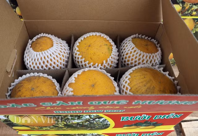 Cũng chia sẻ kinh nghiệm về bưởi Diễn, anh Đỗ Thanh Tùng (Đống Đa, Hà Nội) – người nhiều năm kinh doanh bưởi Diễn Tết chia sẻ, các loại bưởi thường, bưởi Trung Quốc có cuống to hơn bưởi Diễn, vỏ dày hơn, màu sắc bóng bẩy. Bưởi Trung Quốc quả to, dài, có màu vàng chanh, khác với vàng rơm, sậm của bưởi Diễn. Trong khi bưởi Diễn chuẩn nặng từ 600-800gr, thì bưởi Trung Quốc nặng tới 1,8-2kg. Về giá bán, theo HTX Phú Diễn, trung bình giá bưởi Diễn giao động từ 40.000-90.000 đồng/quả. Bưởi diễn loại 1 của những cây trên 20 năm tuổi được HTX Phú Diễn bán với giá 70.000 đồng/quả. Loại 2 là từ những cây từ 16-dưới 20 năm có giá 60.000 đồng/quả; loại 3 là cây từ 12- dưới 16 năm giá 50.000 đồng/quả, còn lại quả của cây từ 8 – dưới 12 năm được bán giá 40.000 đồng/quả.