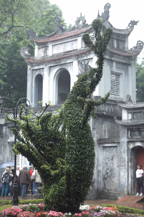 “Đôi rồng mô hình bằng cây xanh ở trước cổng Tam quan được trồng từ năm 2010 - nhân dịp kỷ niệm 1.000 năm Thăng Long - Hà Nội. Mô hình rồng được tạo hình theo rồng thời Lý, do các nghệ nhân từ Nam Định tạo hình”, ông Lê Xuân Kiêu (Giám đốc Trung tâm Hoạt động văn hóa khoa học Văn Miếu) cho biết.