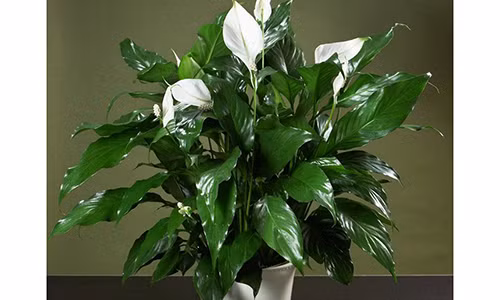 De tho lau tram tuoi, hay trong ngay cay nay trong nha