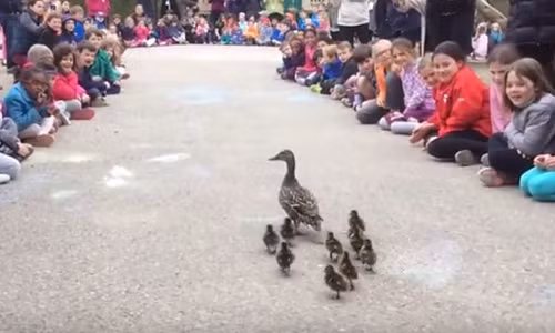 Ca truong xep hang “don tien” doan vit troi ghe tham