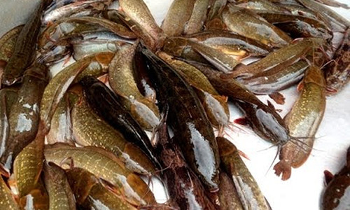 Kinh hoang ca tre trang bi cho an hoa chat thanh ca tre vang