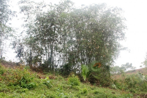 Bụi Bương nơi cháu N. bị gã hàng xóm đe dọa và hãm hiếp.