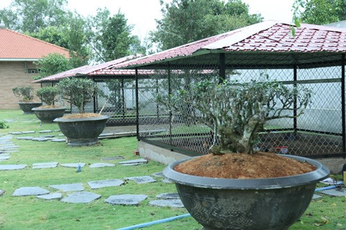 Một góc khuôn viên được trồng rau, nuôi gà.