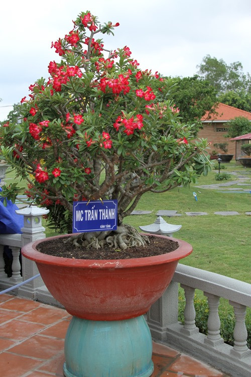 Một cây cảnh do Trấn Thành tặng để góp sức vào nhà thờ Tổ.
