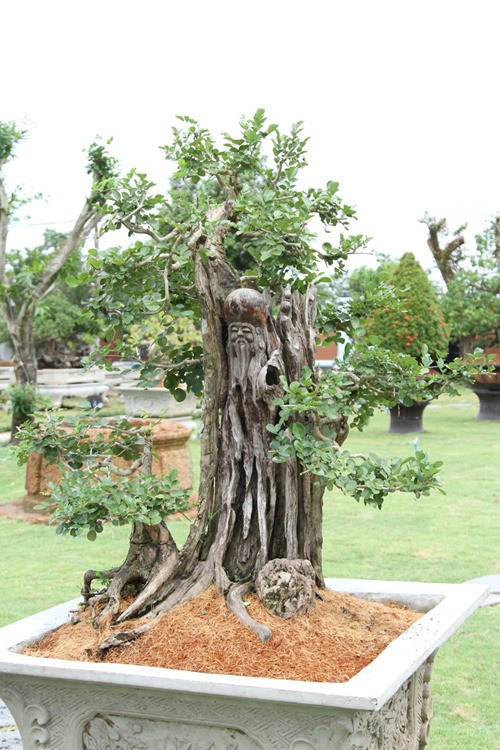 Những loại cây gỗ quý hiếm được trồng trước sân. Trước chánh điện là một cây bồ đề cao lớn, bên cạnh đó là những loại cây lạ. Những loại cây này đều có giá lên đến vài chục triệu đến trăm triệu.