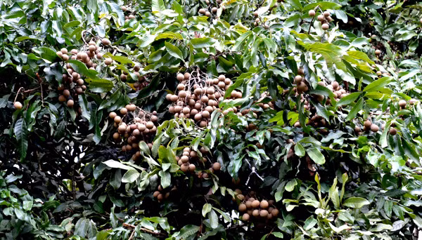 Mùa nhãn năm nay ở xã Thái Bình được mùa, nhãn sai trĩu quả, người dân rất phẩn khởi.