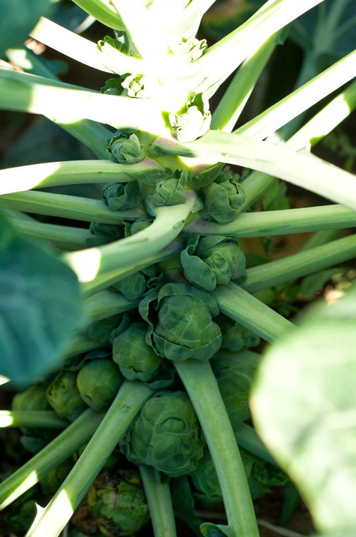 Bạn nên mua hạt giống bắp cải ở các cửa hàng uy tín có màu đen, tròn đều và có tỉ lệ nảy mầm cao. Với bắp cải tí hon, bạn nên trồng ở đất thịt nhẹ, cát pha hoặc đất phù sa.