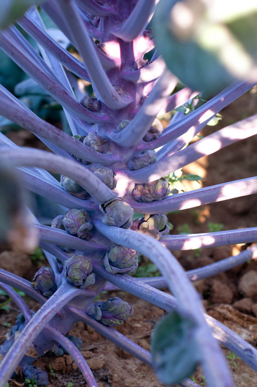 Chỉ sau khoảng 5-10 ngày gieo trồng là hạt sẽ nảy mầm. Sau 2-3 tuần, cây có từ 5-6 lá thật có thể đánh ra trồng trong chậu. Bạn nên chọn cây khỏe mạnh tròn mập để trồng thì sau này sẽ đạt chất lượng tốt nhất.