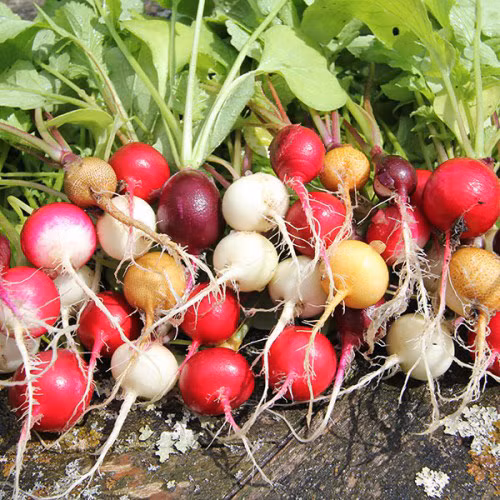 Khi xới phải nhẹ tay, không xới sâu và sát gốc cây làm đứt rễ, bật gốc kém phát triển hoặc bị chết. Tưới đều đặn 1-2 lần/ngày để đảm bảo đất ẩm cho cây nảy mầm. Đảm bảo đủ ánh sáng cho cây và tưới nước đều đặn để rễ cây phình củ.