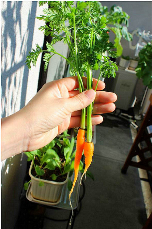 Bạn cần thường xuyên kiểm tra và theo dõi để phòng trừ sâu và rệp, các bệnh thường gặp ở cà rốt là bệnh thối củ do nấm và vi khuẩn. Khi mật độ sâu vượt ngưỡng giới hạn cho phép.