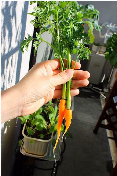 Bạn cần thường xuyên kiểm tra và theo dõi để phòng trừ sâu và rệp, các bệnh thường gặp ở cà rốt là bệnh thối củ do nấm và vi khuẩn. Khi mật độ sâu vượt ngưỡng giới hạn cho phép.