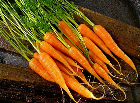 Sau khi trồng khoảng 3 tháng bạn thấy các dấu hiệu như các lá dưới chuyển màu vàng, các lá non ngừng sinh trưởng, vai củ tròn đều thì đã đến lúc cần thu hoạch ngay để đạt chất lượng cao.