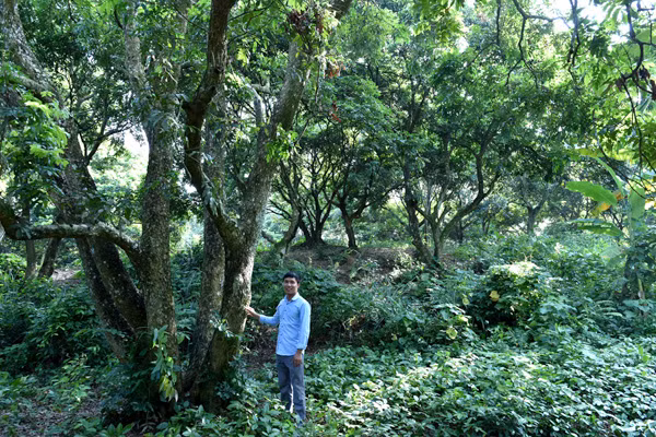 Anh Vũ Văn Lượng, Phó Chủ tịch Hội Nông dân xã Thái Bình giới thiệu các vườn nhãn của các hội viên. Nhiều cây nhãn ở đây có tuổi đời 50-60 năm, tán rộng, cho thu hoạch sản lượng nhiều, giá cao.