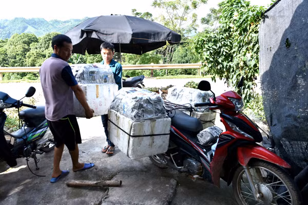 Anh Phạm Ngọc Nguyên, xóm 6, xã Thái Bình chuyên làm nghề buôn na, mỗi ngày anh thu mua hàng tạ quả.