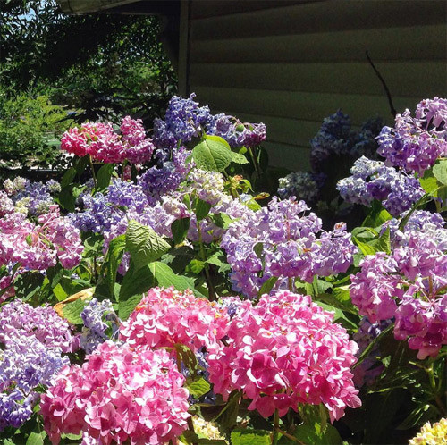 Loài hoa yêu thích của bà Hillary nở rộ trong vườn.