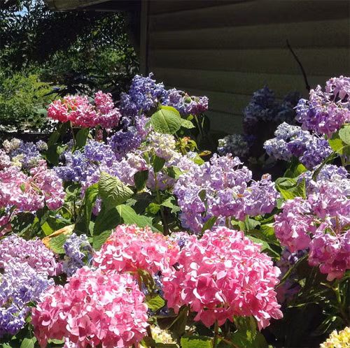 Loài hoa yêu thích của bà Hillary nở rộ trong vườn.