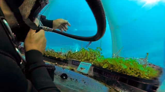 Nemo Garden có thể là một giải pháp hiệu quả ở những quốc gia hiếm đất nông nghiệp hoặc khí hậu quá khắc nghiệt.