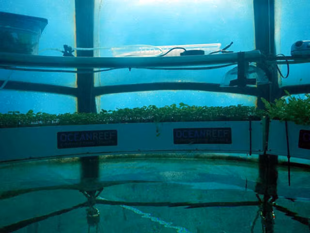 Mô hình sử dụng một kỹ thuật của thủy canh, tạo ra nước ngọt thông qua quá trình khử muối. Nước biển được cho bay hơi, ngưng tụ trên đỉnh lồng rồi chảy xuống thành nước ngọt nuôi dưỡng rau xanh.