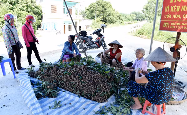 Gia đình ông Phạm Xuân Tạo, xóm 6, xã Thái Bình mới bẻ nhãn đã có thương lái đến hỏi mua.