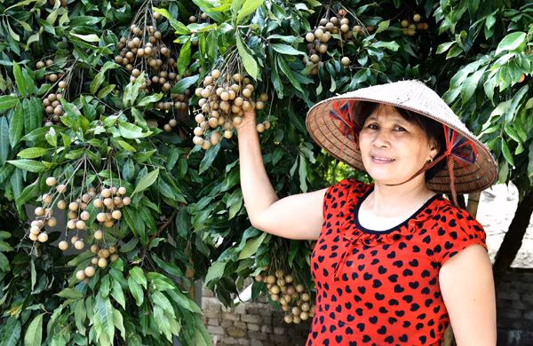 Bà Đỗ Thị Bình, xóm 6, xã Thái Bình khoe cây nhãn sai quả của nhà mình.Hiện nhà bà có vài chục cây đang bói quả.