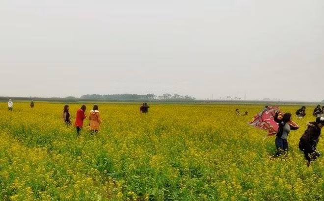 Nhiều bạn trẻ nô đùa, chạy nhảy giữa vườn cải. Ảnh: Quang Anh.