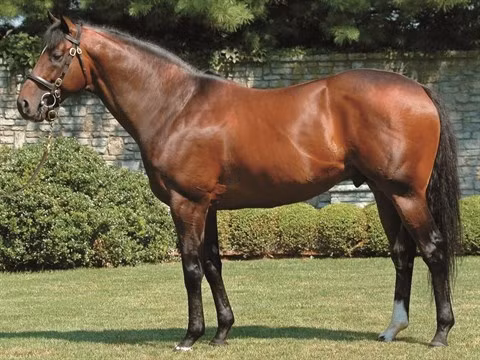 Mo xe thu choi dua ngua cua gioi dai gia-Hinh-5